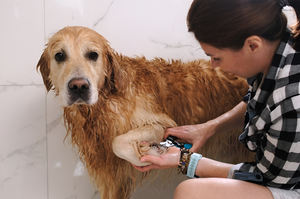 Grooming Essentials for Healthy Pets